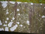 image of grave number 785366